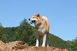 AKITA INU 438